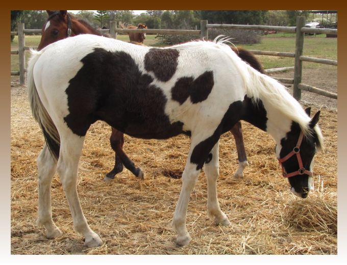 Greenbanks Hez Aced It